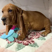 Blue collar, a male Basset Hound for sale in Ocala, FL – Photo 8 of 10