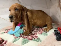 Blue collar, a male Basset Hound for sale in Ocala, FL – Photo 8 of 10