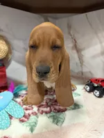 Blue collar, a male Basset Hound for sale in Ocala, FL – Photo 6 of 10