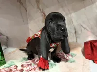 orange collar, a female Basset Hound for sale in Ocala, FL – Photo 6 of 10