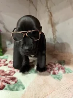 orange collar, a female Basset Hound for sale in Ocala, FL – Photo 2 of 10