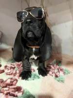 orange collar, a female Basset Hound for sale in Ocala, FL – Photo 7 of 10