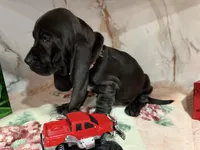 orange collar, a female Basset Hound for sale in Ocala, FL – Photo 8 of 10