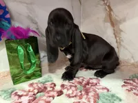 orange collar, a female Basset Hound for sale in Ocala, FL – Photo 9 of 10