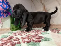 orange collar, a female Basset Hound for sale in Ocala, FL – Photo 10 of 10