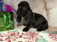 orange collar, a female Basset Hound for sale in Ocala, FL – Photo 4 of 10