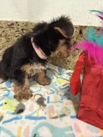 Pink necklace, a female Yorkshire Terrier for sale in Ocala, FL – 2 of 10