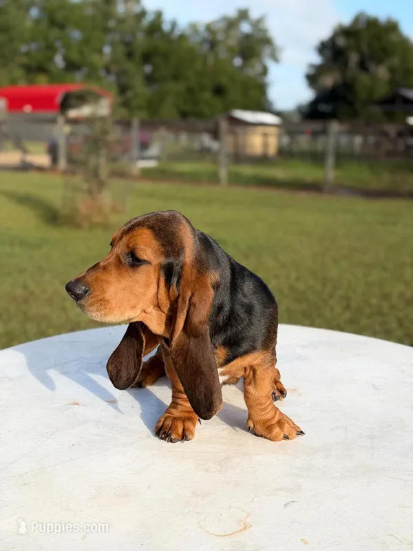 blue necklace  – Basset Hound puppy for sale in Ocala, FL
