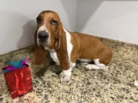 Lolo, a male Basset Hound for sale in Ocala, FL – 8 of 10