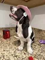 Luna, a female Basset Hound for sale in Ocala, FL – 6 of 10