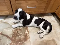 Luna, a female Basset Hound for sale in Ocala, FL – 4 of 10