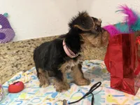 Pink necklace, a female Yorkshire Terrier for sale in Ocala, FL – 8 of 10