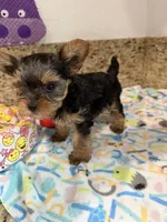 Coco, a male Yorkshire Terrier for sale in Ocala, FL – 2 of 10