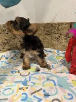 Coco, a male Yorkshire Terrier for sale in Ocala, FL – 4 of 10