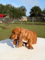 red necklace, a male Basset Hound for sale in Ocala, FL – 3 of 10