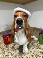 Lolo, a male Basset Hound for sale in Ocala, FL – 2 of 10