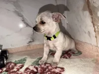 light green collar, a female Chihuahua for sale in Ocala, FL – Photo 2 of 10