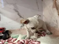 light green collar, a female Chihuahua for sale in Ocala, FL – Photo 6 of 10