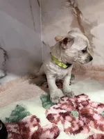 light green collar, a female Chihuahua for sale in Ocala, FL – Photo 9 of 10