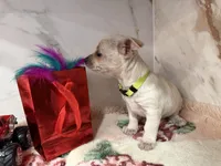 light green collar, a female Chihuahua for sale in Ocala, FL – Photo 10 of 10