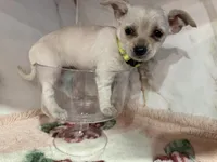 light green collar, a female Chihuahua for sale in Ocala, FL – Photo 7 of 10