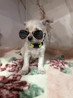 light green collar, a female Chihuahua for sale in Ocala, FL – Photo 8 of 10