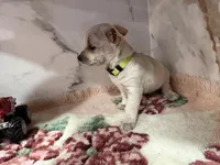 light green collar, a female Chihuahua for sale in Ocala, FL – Photo 3 of 10