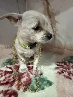 light green collar, a female Chihuahua for sale in Ocala, FL – Photo 5 of 10