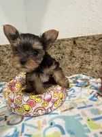 Coco, a male Yorkshire Terrier for sale in Ocala, FL – 7 of 10