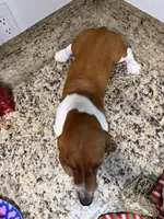 Lolo, a male Basset Hound for sale in Ocala, FL – 9 of 10