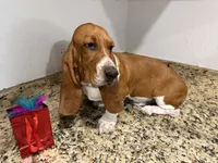 Lolo, a male Basset Hound for sale in Ocala, FL – 7 of 10