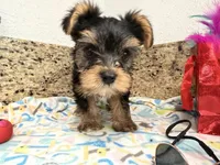 Pink necklace, a female Yorkshire Terrier for sale in Ocala, FL – 3 of 10