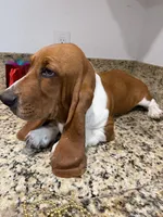 Lolo, a male Basset Hound for sale in Ocala, FL – 10 of 10