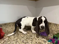 Luna, a female Basset Hound for sale in Ocala, FL – 10 of 10
