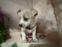 Tan collar, a male Chihuahua for sale in Ocala, FL – Photo 4 of 10