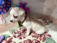 Tan collar, a male Chihuahua for sale in Ocala, FL – Photo 3 of 10