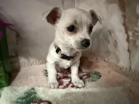 Tan collar, a male Chihuahua for sale in Ocala, FL – Photo 8 of 10