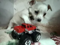 Tan collar, a male Chihuahua for sale in Ocala, FL – Photo 2 of 10