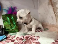 Tan collar, a male Chihuahua for sale in Ocala, FL – Photo 10 of 10