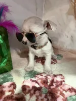 Tan collar, a male Chihuahua for sale in Ocala, FL – Photo 1 of 10