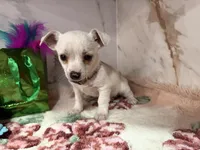 Tan collar, a male Chihuahua for sale in Ocala, FL – Photo 9 of 10