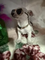 Tan collar, a male Chihuahua for sale in Ocala, FL – Photo 7 of 10