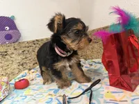 Pink necklace, a female Yorkshire Terrier for sale in Ocala, FL – 5 of 10
