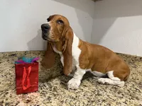 Lolo, a male Basset Hound for sale in Ocala, FL – 5 of 10