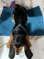 blue necklace , a male Basset Hound for sale in Ocala, FL – 9 of 10