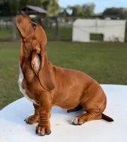 red necklace, a male Basset Hound for sale in Ocala, FL – 5 of 10