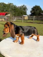 blue necklace , a male Basset Hound for sale in Ocala, FL – 3 of 10