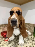 Lolo, a male Basset Hound for sale in Ocala, FL – 3 of 10
