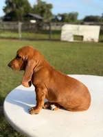 red necklace, a male Basset Hound for sale in Ocala, FL – 4 of 10