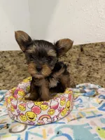 Coco, a male Yorkshire Terrier for sale in Ocala, FL – 10 of 10